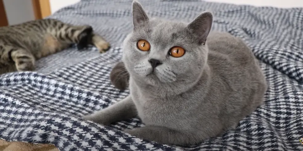 british shorthair fiyat