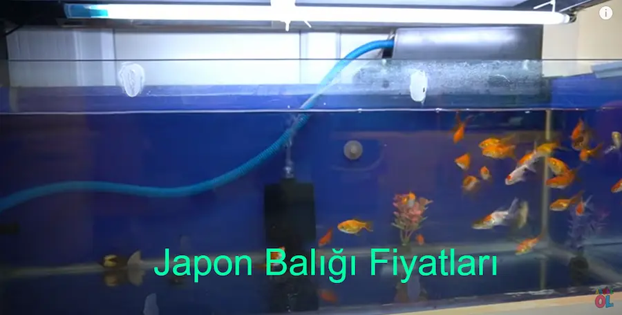 japon balığı, japon balığı fiyatları, japon balığı fiyat, japon balığı çeşitleri, siyah japon balığı, japon balığı renkleri, siyah teleskop gözlü japon balığı, japon balığı fiyatları 2023 , yelpaze kuyruklu japon balığı, torba gözlü japon balığı, panda japon balığı, shubunkin japon balığı