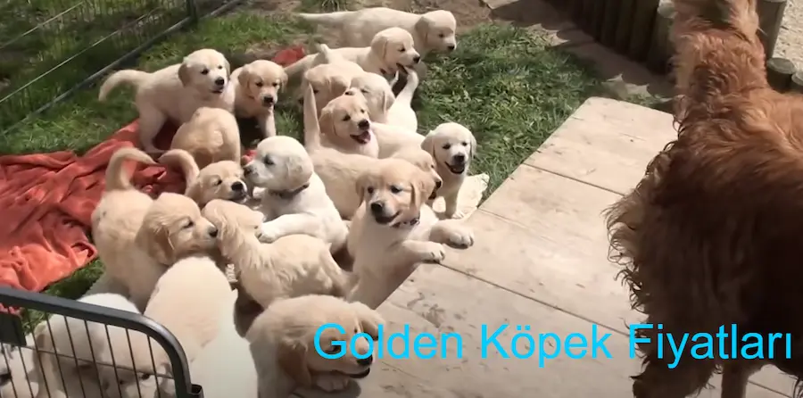 golden retriever, golden retriever yavru, golden retriever fiyat, golden köpek, golden köpek fiyatları, golden köpek yavru, golden köpek cinsi, golden cinsi köpek, golden köpek yavrusu, golden köpek yavru fiyatları, golden cinsi köpek fiyatları, golden köpek fiyatı, golden yavru köpek fiyatları