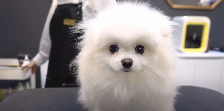 pomeranian boo fiyat