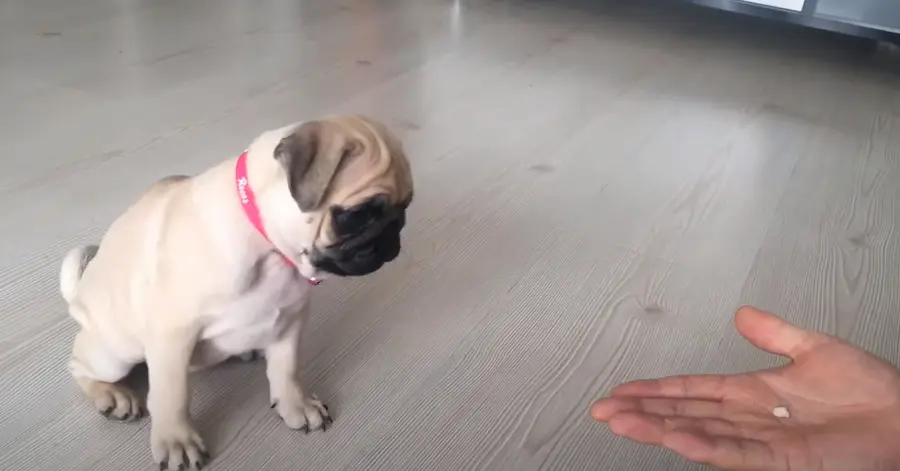 pug köpek fiyatları