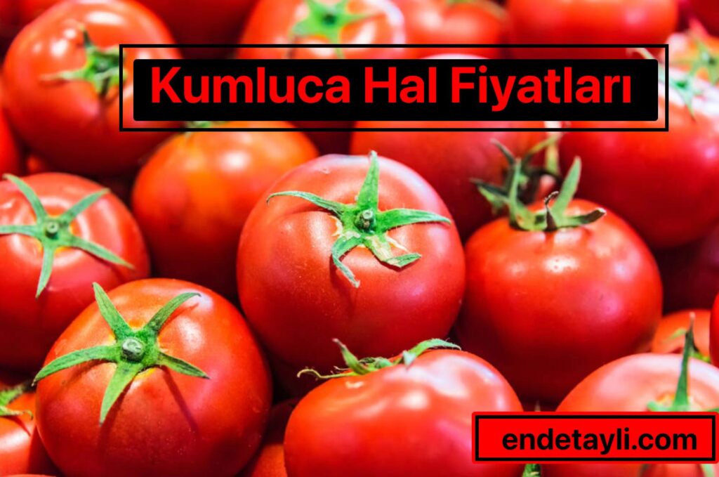 kumluca hal fiyatları